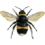 Mason bee - Lucy Mason Florist